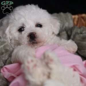 Joy, Bichon Frise Puppy